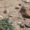 artemisia-frigida-tajikistan.jpg
