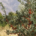 HIppophae rhamnoides L.