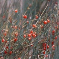 Ephedra, sp. indet.