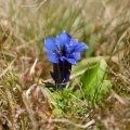 Gentiana acaulis L.