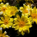Adonis vernalis L.