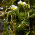 Ranunculus trichophyllus Chaix ex Vill.