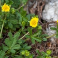 potentilla-aurea-switzerland-2.jpg