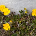 Potentilla pusilla Host