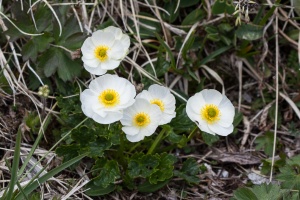 Ranunculus alpestris L.