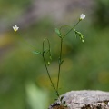 linum-catharticum-switzerland.jpg