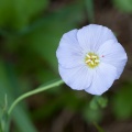 linum-alpinum-switzerland.jpg