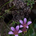 saxifraga-oppositifolia-switzerland.jpg