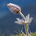 Anemone vernalis L.