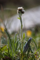 Antennaria carpatica (Wahlenb.) Bluff & Fingerh.