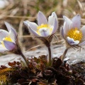 Anemone vernalis L.