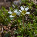 Saxifraga androsacea L.