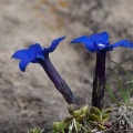 Gentiana brachyphylla Vill.