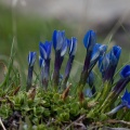 Gentiana brachyphylla Vill.