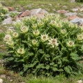 cirsium-spinosissimum-austria.jpg
