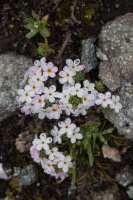 Androsace alpina (L.) Lam.