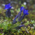 Gentiana bavarica L.