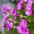 Silene acaulis (L.) Jacq.