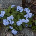 myosotis-alpestris-austria.jpg