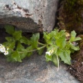 Arabis alpina L.