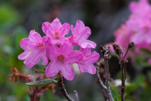 Rhododendron hirsutum L.