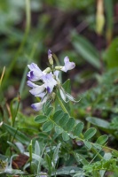 Astragalus alpinus L.