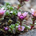 saxifraga-biflora-austria-3.jpg