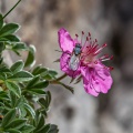 potentilla-nitida-italy.jpg