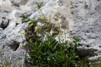 Valeriana saxatilis L.