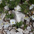 Cerastium alpinum L.