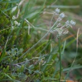 Athamanta cretensis L.