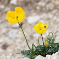 Papaver aurantiacum Loisel.
