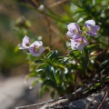 veronica-fruticulosa-italy.jpg
