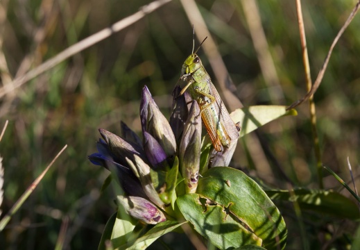 Gentiana cruciata L.