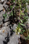 Teucrium montanum L.