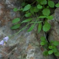 Campanula carnica Schiede ex Mert. & W.D.J.Koch