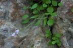 Campanula carnica Schiede ex Mert. & W.D.J.Koch