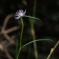 Phyteuma scheuchzeri All.