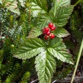 Rubus saxatilis L.