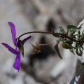Viola calcarata L.