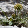 Knautia persicina A.Kern.
