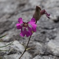 Silene elisabethae Jan