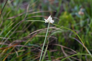 Carex baldensis L.