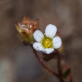 saxifraga-tridactylites-switzerland.jpg