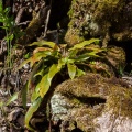 asplenium-scolopendrium-switzerland.jpg