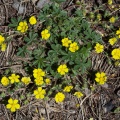 Potentilla neumanniana Rchb.