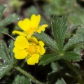 Potentilla neumanniana Rchb.