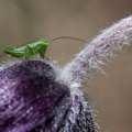 Orthoptera on Anemone montana