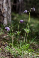 Anemone montana Hopp
