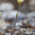 Arabis alpina L.